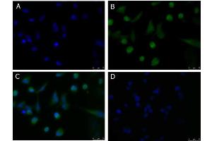 Immunofluorescence Microscopy of Goat anti-PDL1 antibody Immunofluorescence Microscopy of Goat anti-PDL1 antibody. (PD-L1 Antikörper)