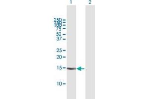 Western Blot analysis of VEGFA expression in transfected 293T cell line by VEGFA MaxPab polyclonal antibody. (VEGFA Antikörper  (AA 1-147))