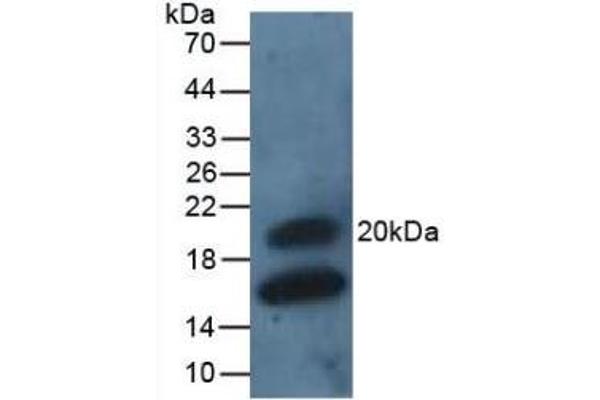 GREM1 Antikörper  (AA 26-184)