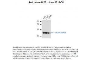 Image no. 1 for anti-Histone H4 (meLys20) antibody (ABIN7539896) (Histone H4 Antikörper  (meLys20))