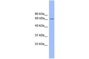 WB Suggested Anti-Smad4 Antibody Titration:  0. (SMAD4 Antikörper  (Middle Region))
