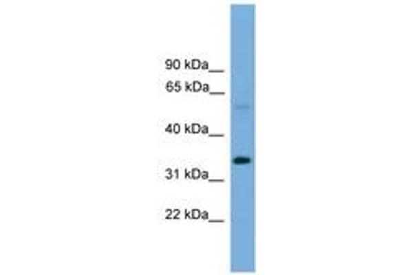 Transmembrane 7 Superfamily Member 4 (TM7SF4) (AA 101-150) Antikörper