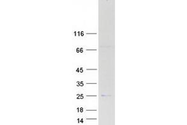 APOBEC3C Protein (Myc-DYKDDDDK Tag)