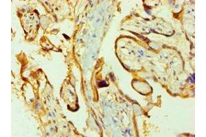 Immunohistochemistry of paraffin-embedded human placenta tissue using ABIN7162798 at dilution of 1:100 (PPIB Antikörper  (AA 34-216))