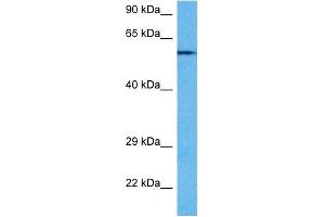Host:  Rabbit  Target Name:  PPP3CA  Sample Tissue:  Mouse Heart  Antibody Dilution:  1ug/ml (PPP3CA Antikörper  (N-Term))