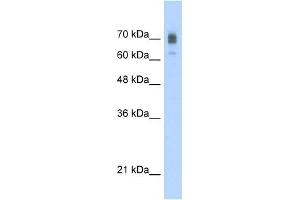 KIF22 antibody used at 2. (KIF22 Antikörper  (C-Term))