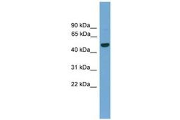 GRAMD3 Antikörper  (AA 201-250)