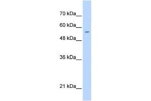 PGS1 antibody used at 0. (PGS1 Antikörper  (C-Term))