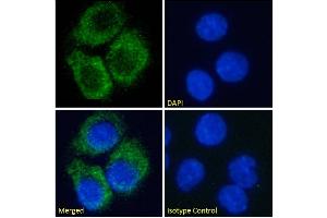 Immunofluorescence staining of fixed HepG2 cells with anti-A2A-Adenosine Receptor antibody Ig2838. (Rekombinanter Adenosine A2a Receptor Antikörper)