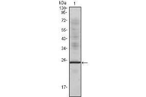 Western Blot showing IL1a antibody used against truncated IL1a recombinant protein. (IL1A Antikörper)