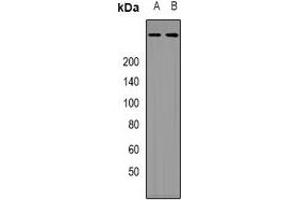 Western blot analysis of p300 expression in Hela (A), HEK293T (B) whole cell lysates. (p300 Antikörper)