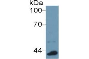 Western Blotting (WB) image for Apolipoprotein A-IV (APOA4) ELISA Kit (ABIN6574299)