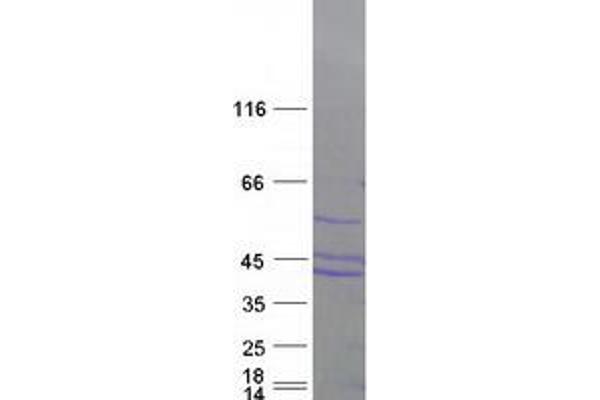 SEPHS2 Protein (Myc-DYKDDDDK Tag)