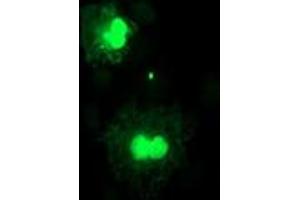 Anti-FXN mouse monoclonal antibody (ABIN2455585) immunofluorescent staining of COS7 cells transiently transfected by pCMV6-ENTRY FXN (RC204880). (Frataxin Antikörper)