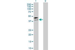 Western Blot analysis of KRT19 expression in transfected 293T cell line by KRT19 MaxPab polyclonal antibody. (Cytokeratin 19 Antikörper  (AA 1-400))