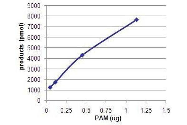 PAM Protein (Transcript Variant 3) (Myc-DYKDDDDK Tag)