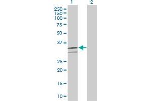 Western Blot analysis of CD46 expression in transfected 293T cell line by CD46 MaxPab polyclonal antibody. (CD46 Antikörper  (AA 1-384))