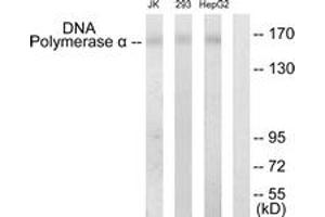 Western Blotting (WB) image for anti-DNA Polymerase alpha (POLA1) (AA 81-130) antibody (ABIN2889386) (POLA1 Antikörper  (AA 81-130))