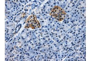 Immunohistochemical staining of paraffin-embedded pancreas tissue using anti-HDAC10mouse monoclonal antibody. (HDAC10 Antikörper)