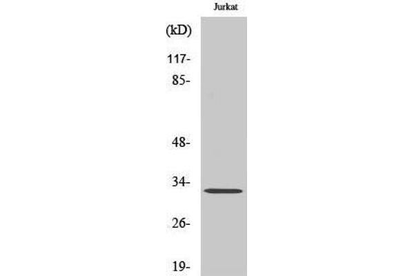 NEURL1B Antikörper  (Internal Region)