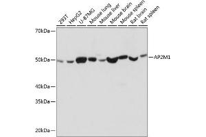 Western blot analysis of extracts of various cell lines, using M1 Rabbit mAb (ABIN7265448) at 1:1000 dilution. (AP2M1 Antikörper)