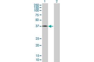 Western Blot analysis of CFHR1 expression in transfected 293T cell line by CFHR1 MaxPab polyclonal antibody. (CFHR1 Antikörper  (AA 1-330))