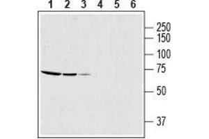 Western blot analysis of rat skeletal muscle lysate (lanes 1 and 4, 1:600), mouse brain membrane (lanes 2 and 5) and human OVCAR3 ovarian adenocarcinoma cell line lysate (lanes 3 and 6): - 1-3. (SLC25A12 Antikörper  (Intracellular, N-Term))