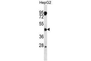 ASAM Antibody (Center) western blot analysis in HepG2 cell line lysates (35µg/lane). (CLMP Antikörper  (Middle Region))