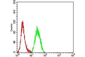 Flow cytometric analysis of Hela cells using CASP9 mouse mAb (green) and negative control (red). (Caspase 9 Antikörper  (AA 331-416))