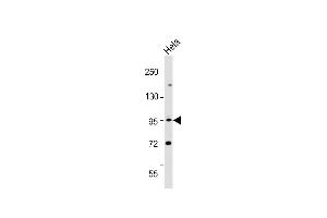 Western Blotting (WB) image for anti-Epidermal Growth Factor Receptor Pathway Substrate 8 (EPS8) (AA 9-39), (N-Term) antibody (ABIN392773)