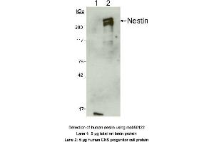 Image no. 2 for anti-Nestin (NES) (AA 1464-1614) antibody (ABIN363276) (Nestin Antikörper  (AA 1464-1614))