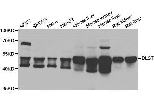 Western blot analysis of extracts of various cell lines, using DLST antibody (ABIN5975439) at 1/1000 dilution. (DLST Antikörper)