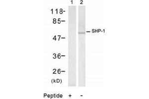 Image no. 2 for anti-Protein-tyrosine Phosphatase 1C (PTPN6) (Tyr536) antibody (ABIN197593) (SHP1 Antikörper  (Tyr536))