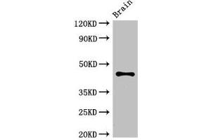 Western Blot Positive WB detected in: Mouse brain tissue All lanes: ATG4B antibody at 3. (ATG4B Antikörper  (AA 350-400))