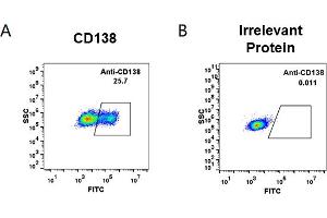 cell line transfected with irrelevant protein  (B) and human CD138  (A) were surface stained with anti-CD138 neutralizing antibody 1 μg/mL (indatuximab) followed by Alexa 488-conjugated anti-human IgG secondary antibody. (Rekombinanter CD138 (Indatuximab Biosimilar) Antikörper)
