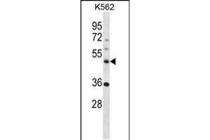 Western blot analysis in K562 cell line lysates (35ug/lane). (NLE1 Antikörper  (C-Term))