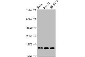 Western Blot Positive WB detected in Hela whole cell lysate 72epG2 whole cell lysate 83H-SY5Y whole cell lysate All lanes Mono-methyl-Histone H3. (Rekombinanter HIST1H3A Antikörper  (H3R2me))