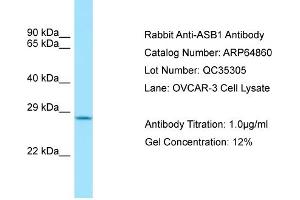 Western Blotting (WB) image for anti-Ankyrin Repeat and SOCS Box-Containing 1 (ASB1) (C-Term) antibody (ABIN970147) (ASB1 Antikörper  (C-Term))