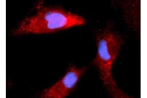 Immunofluorescence (IF) image for anti-Calbindin (CALB1) (AA 1-261) antibody (APC) (ABIN5568512) (CALB1 Antikörper  (AA 1-261) (APC))
