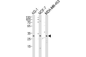 Western Blotting (WB) image for anti-Folate Receptor 2 (Fetal) (FOLR2) (AA 18-46) antibody (ABIN651222)