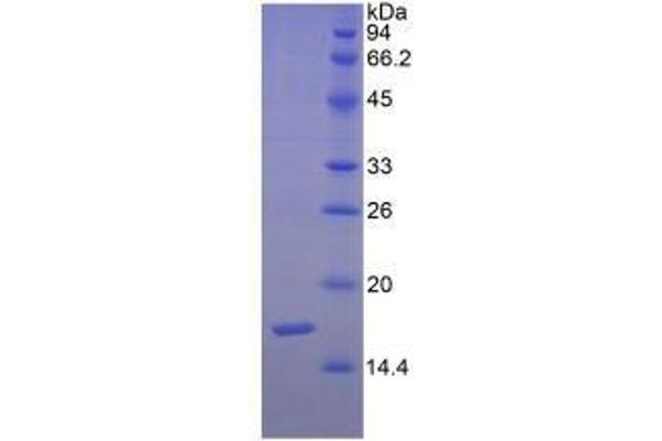 SEMA3F Protein