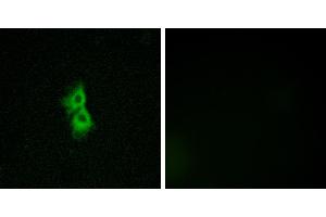 Peptide - +Immunofluorescence analysis of MCF-7 cells, using GPR22 antibody. (GPR22 Antikörper  (Internal Region))