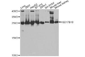 Western blot analysis of extracts of various cell lines, using HSD17B10 antibody. (HSD17B10 Antikörper)