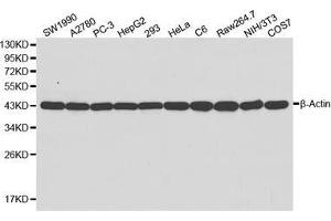 Western blot analysis of extracts of various cell lines, using β-actin antibody. (beta Actin Antikörper)