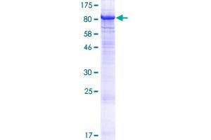 PKC zeta Protein (AA 1-592) (GST tag)