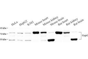 Western blot analysis of GSPT1 (ABIN7073859) at dilution of 1: 500 (eRF3/GSPT1 Antikörper)