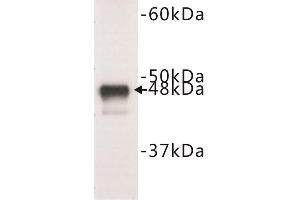 Western Blotting (WB) image for anti-Keratin 18 (KRT18) (C-Term) antibody (ABIN1854880) (Cytokeratin 18 Antikörper  (C-Term))