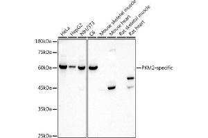 Western blot analysis of extracts of various cell lines, using PKM2-specific antibody (ABIN7269779) at 1:1000 dilution. (PKM2 Antikörper)