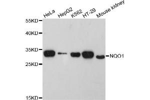 Western blot analysis of extracts of various cell lines, using NQO1 antibody (ABIN5969980) at 1:3000 dilution. (NQO1 Antikörper)
