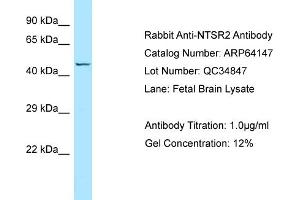 Western Blotting (WB) image for anti-Neurotensin Receptor 2 (NTSR2) (C-Term) antibody (ABIN971299) (NTSR2 Antikörper  (C-Term))